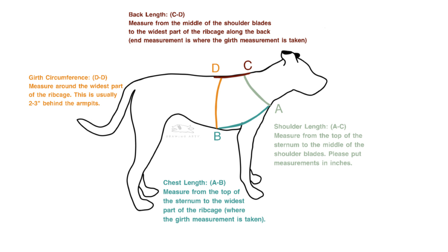 Minimalist Pet Drawing