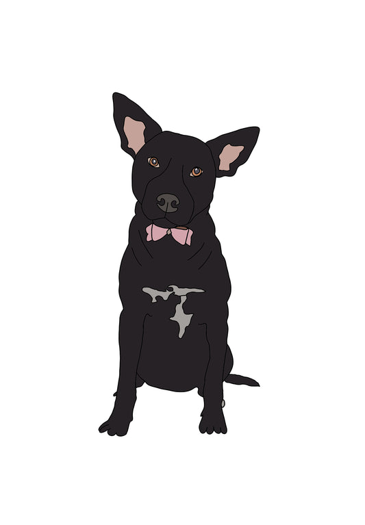 Colour Pet Drawing