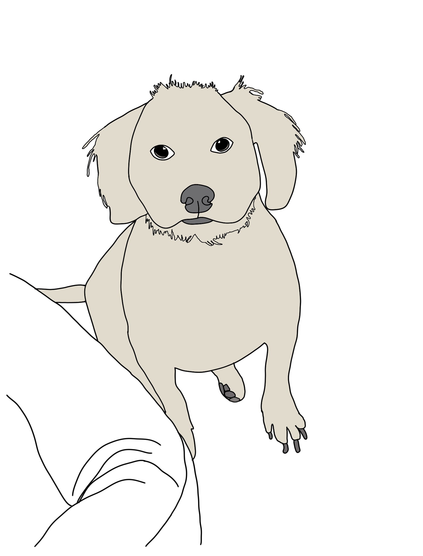 Colour Pet Drawing